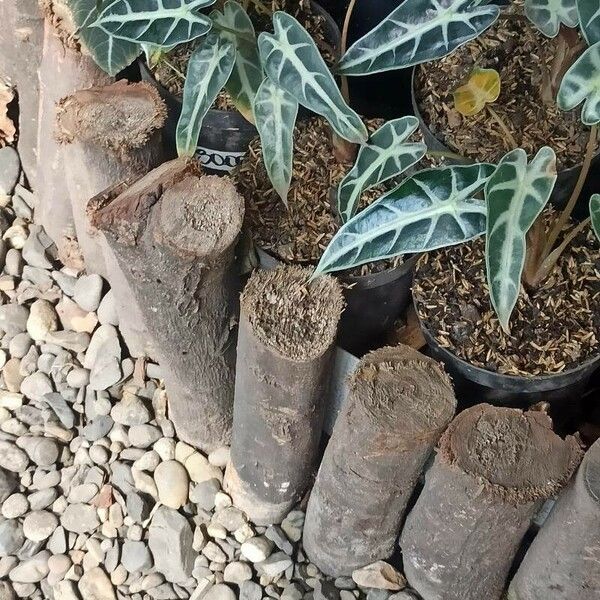 Alocasia longiloba Leaf