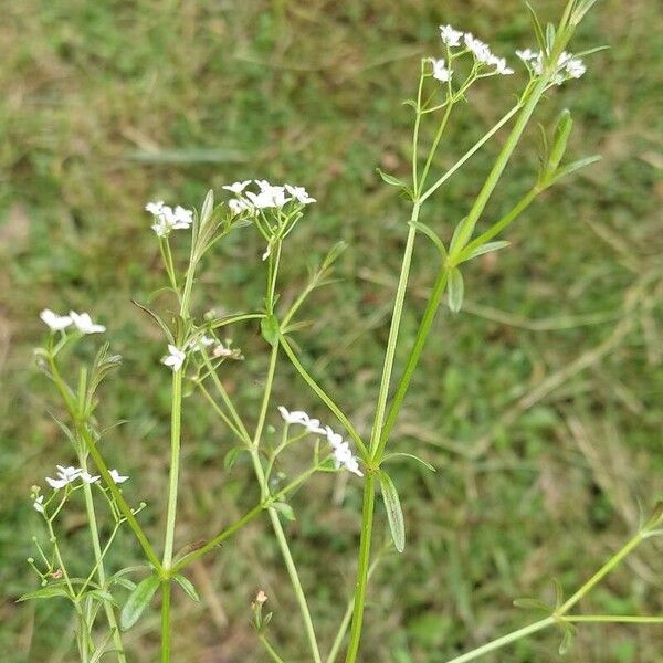 Galium elongatum Квітка