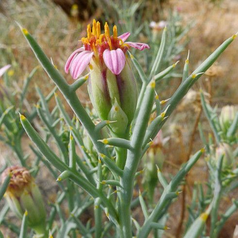 Nicolletia occidentalis Flower