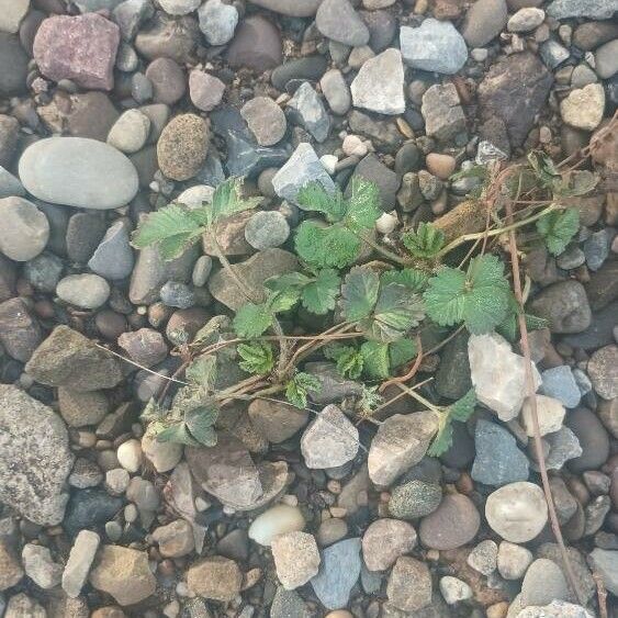 Potentilla indica Deilen