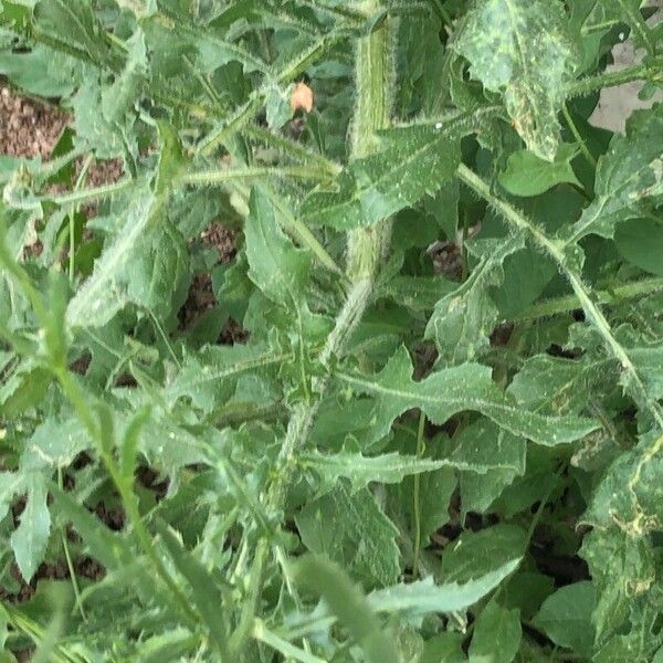 Mantisalca salmantica Leaf