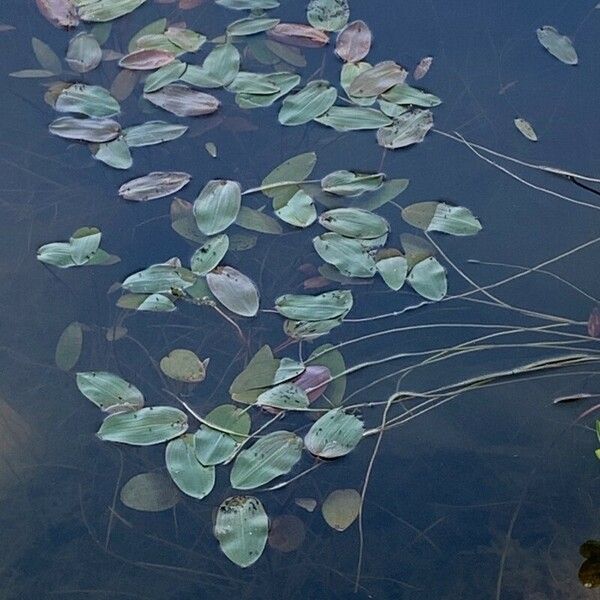 Potamogeton natans Blatt