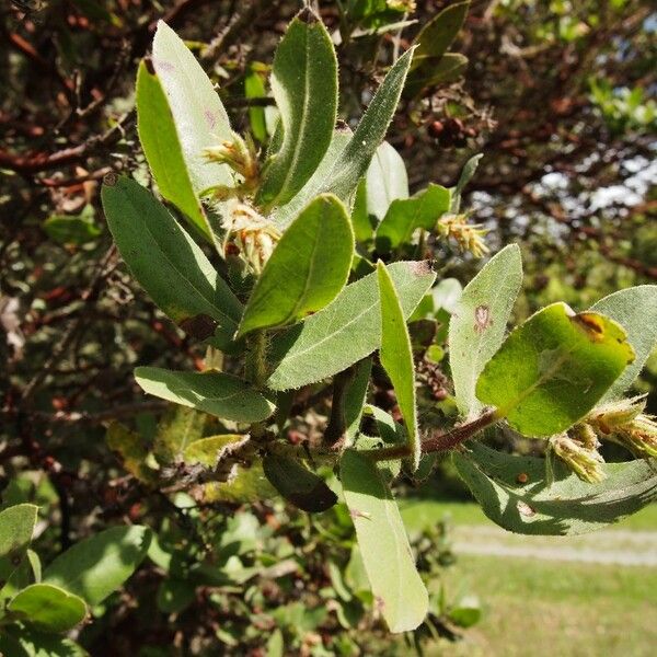 Arctostaphylos regismontana Alkat (teljes növény)