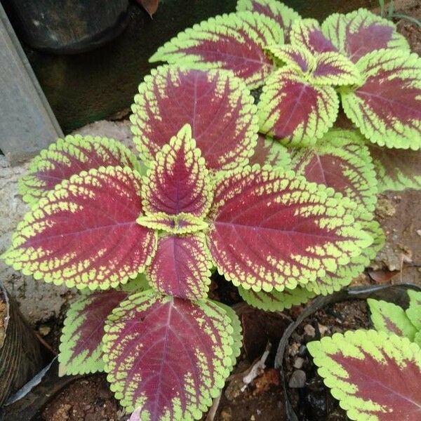 Plectranthus scutellarioides Leaf