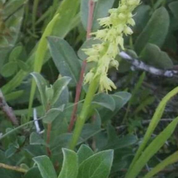 Herminium monorchis Flower