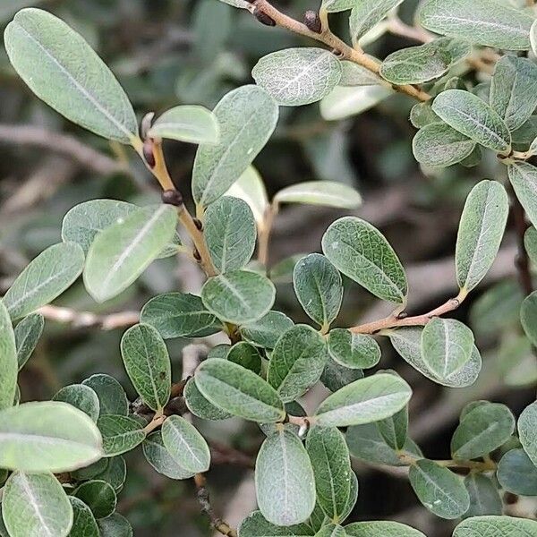 Salix glauca برگ