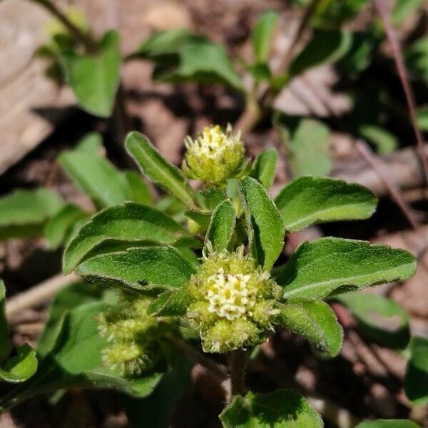 Acanthospermum australe Fleur