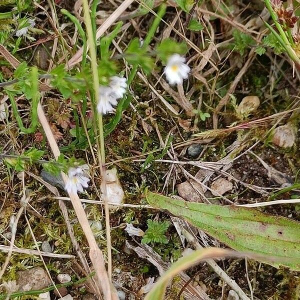 Euphrasia stricta 花