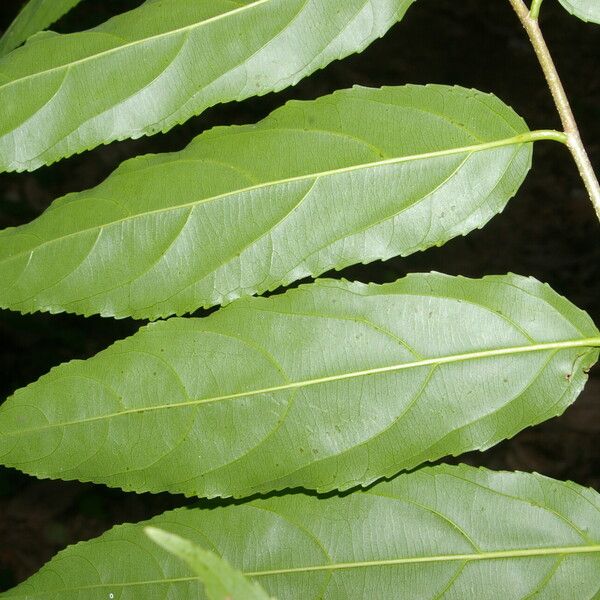 Xylosma chlorantha