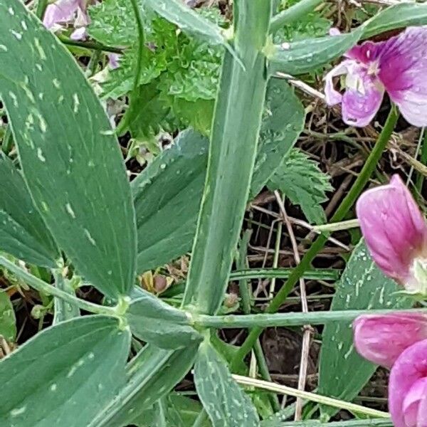 Lathyrus latifolius പുറംതൊലി