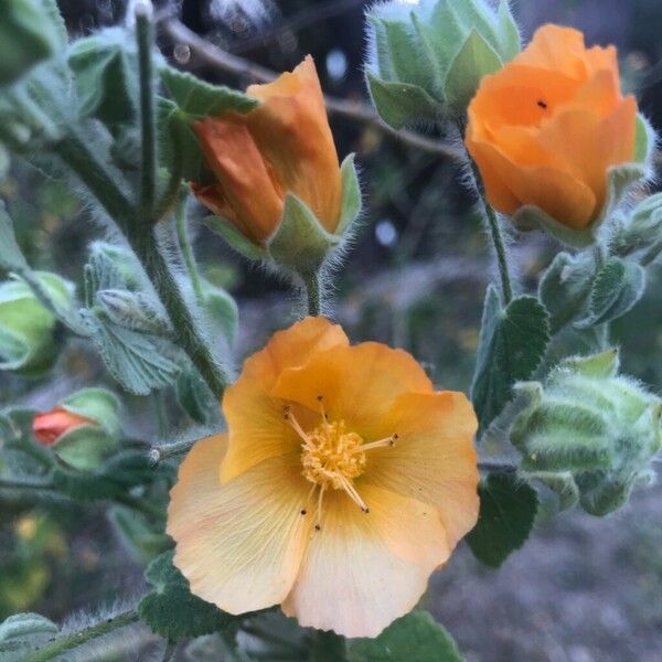 Abutilon grandifolium Flors