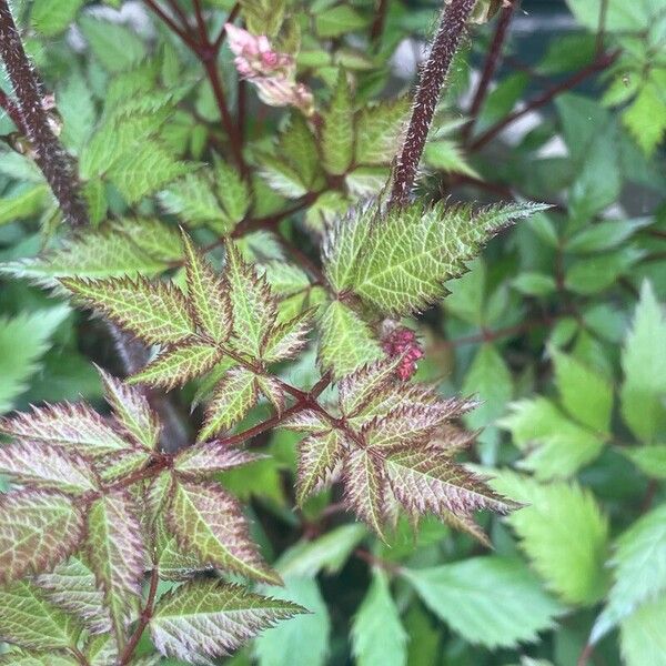 Astilbe japonica Blatt