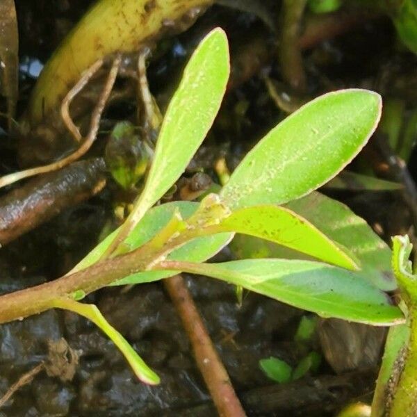 Ludwigia adscendens Foglia