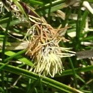 Carex sempervirens Žiedas