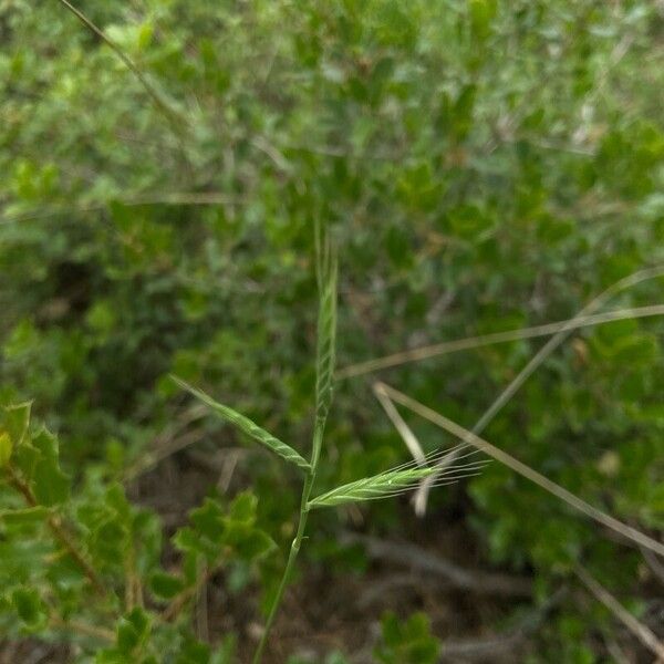 Brachypodium distachyon Квітка