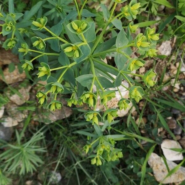 Euphorbia segetalis Flor