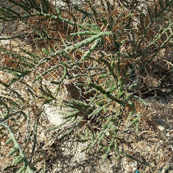 Cylindropuntia leptocaulis পাতা