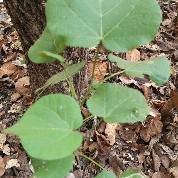 Hibiscus tiliaceus 葉