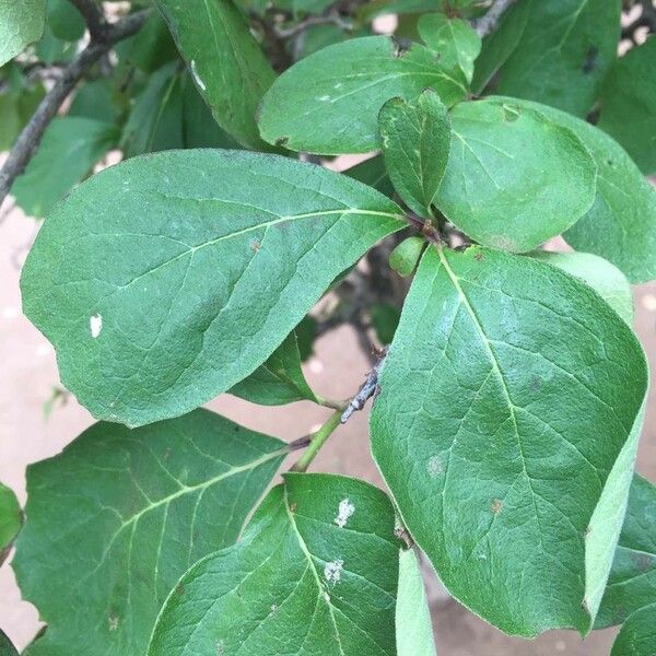 Ehretia amoena Leaf
