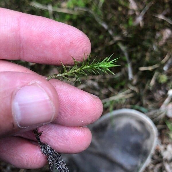 Mayaca fluviatilis Deilen