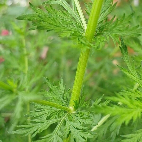 Artemisia annua Кора