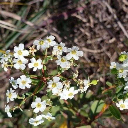 Euphorbia corollata Blodyn