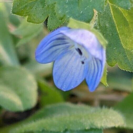 Veronica persica Flower