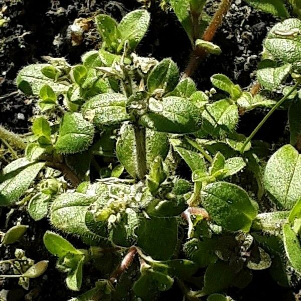 Cerastium semidecandrum Foglia