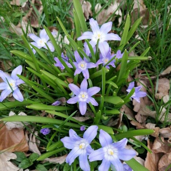 Scilla forbesii Blomst