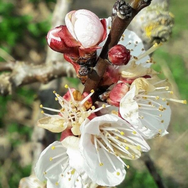 Prunus armeniaca Fleur