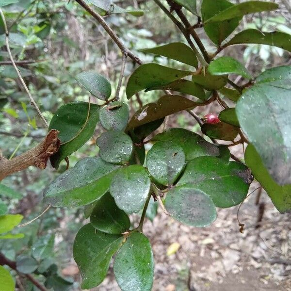 Triphasia trifolia Leaf