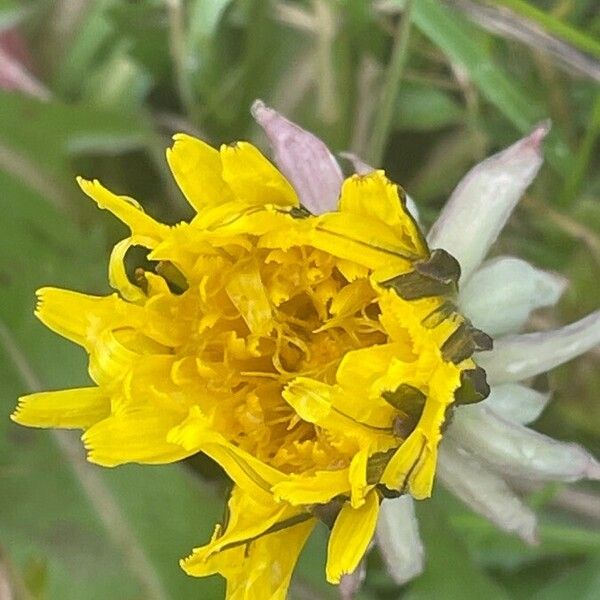 Taraxacum officinale Flower