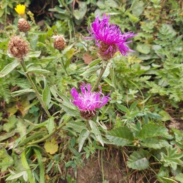 Centaurea phrygia عادت