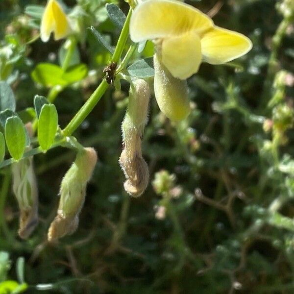 Vicia hybrida Lorea