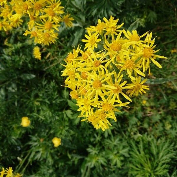 Tephroseris longifolia Blomst