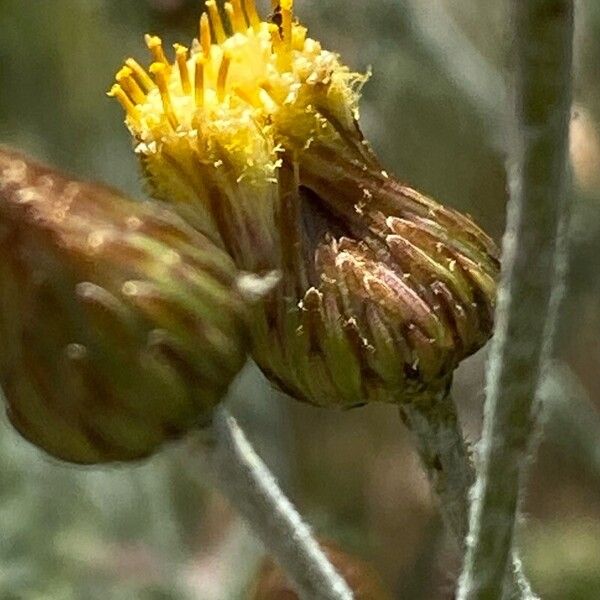 Phagnalon rupestre Flower