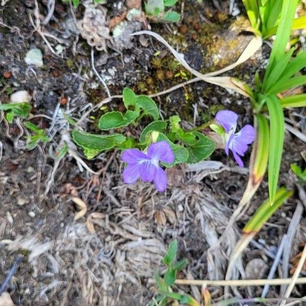 Viola adunca Blüte