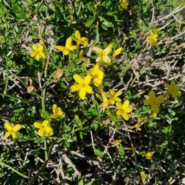 Jasminum fruticans Floro