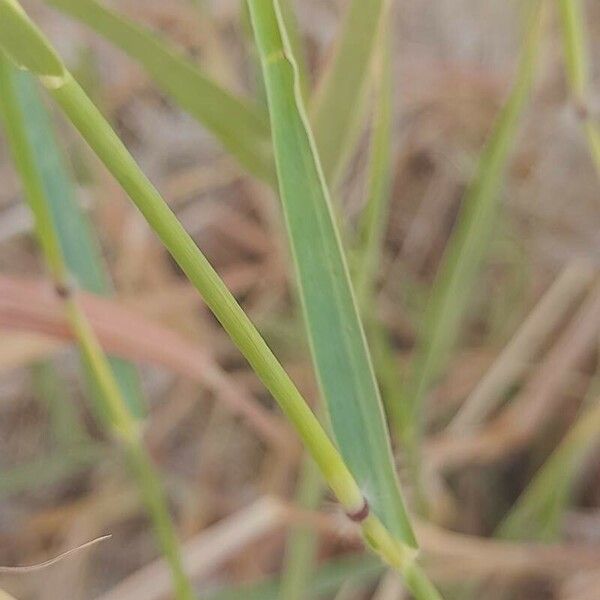 Dichanthium annulatum Lehti