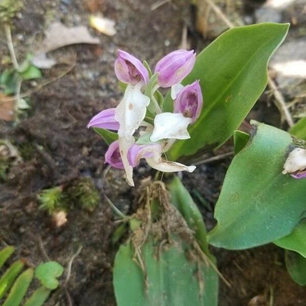 Galearis spectabilis Flor