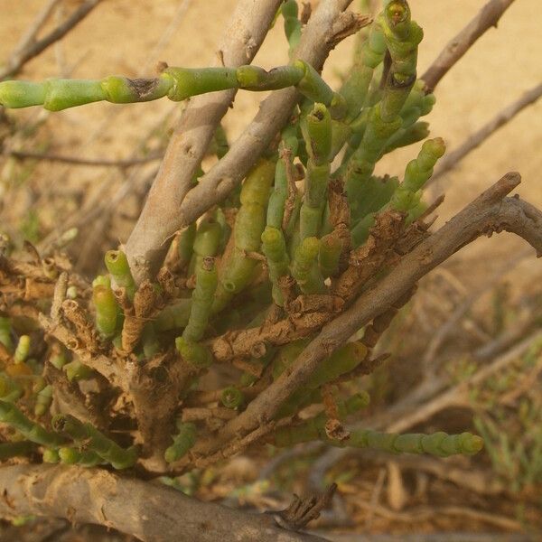 Allenrolfea occidentalis Corteza