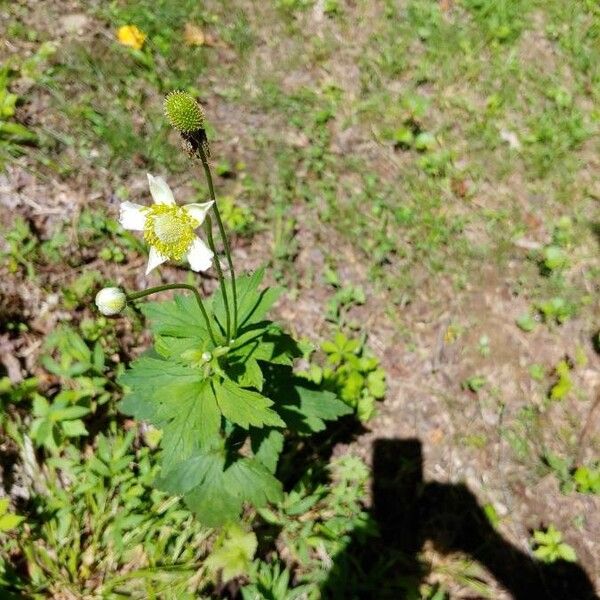 Anemone virginiana 花