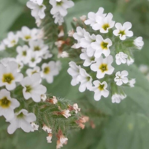 Heliotropium europaeum Cvet