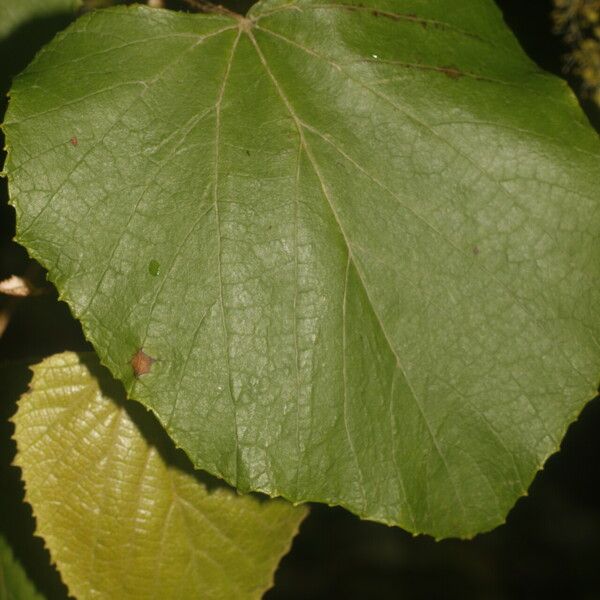 Vitis tiliifolia Gyümölcs