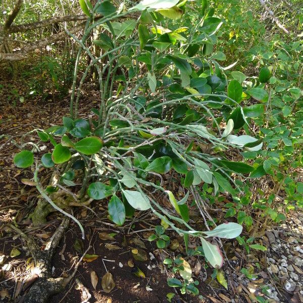 Pedilanthus tithymaloides Hàbitat