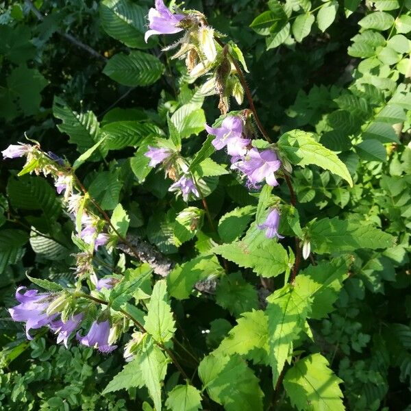 Campanula trachelium 整株植物