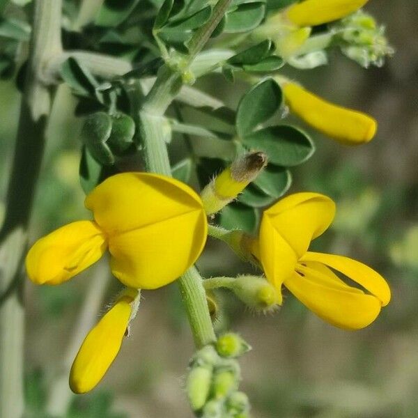 Calicotome spinosa Flower