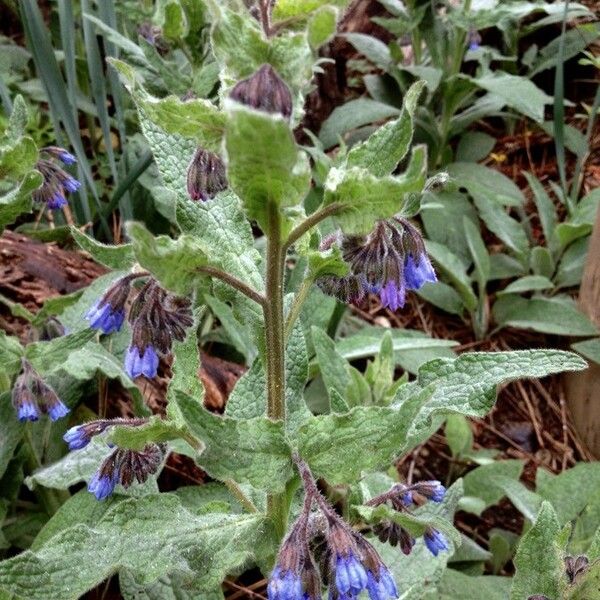 Symphytum officinale Flor