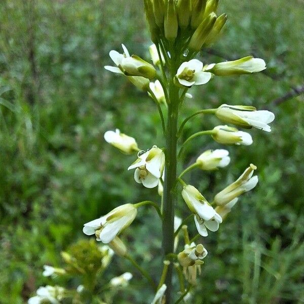 Turritis glabra Цвят