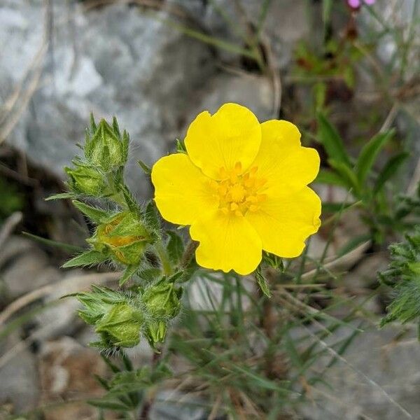 Potentilla hirta Flors